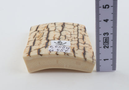 Creme-ivory mammoth bark