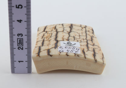 Creme-ivory mammoth bark