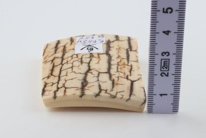 Creme-ivory mammoth bark