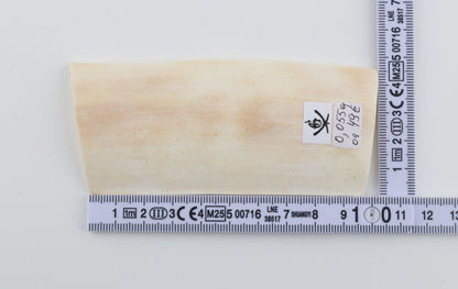 White mammoth ivory piece