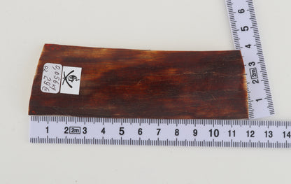 Red-brown mammoth bark