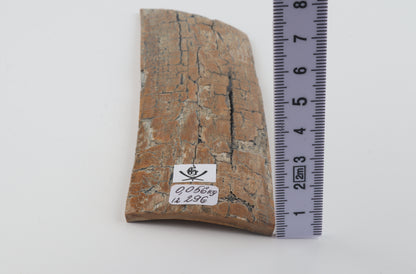 Beige mammoth bark