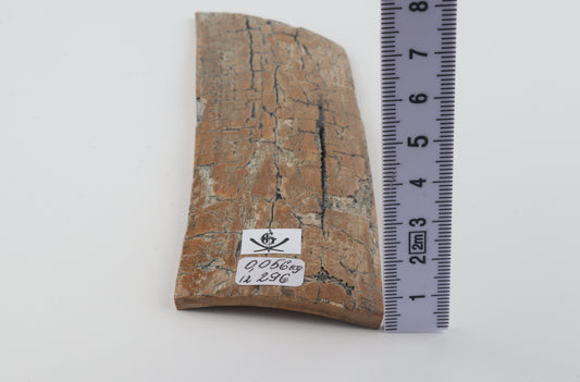 Beige mammoth bark