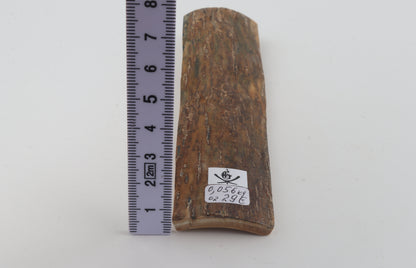 Beige mammoth bark