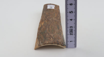 Beige mammoth bark