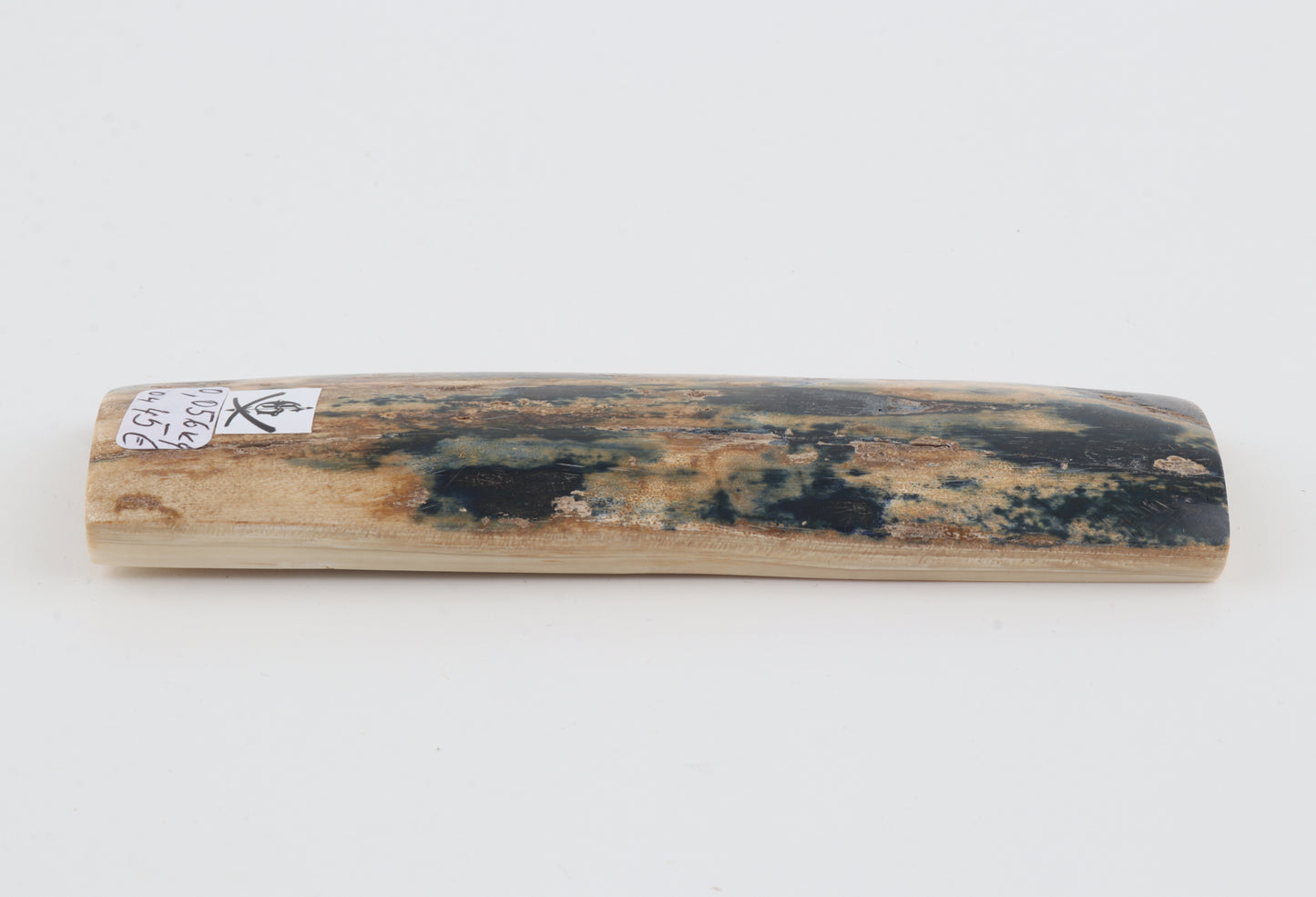 Blue-beige mammoth bark