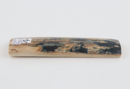 Blue-beige mammoth bark