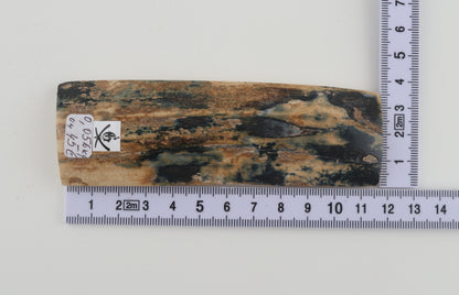 Blue-beige mammoth bark