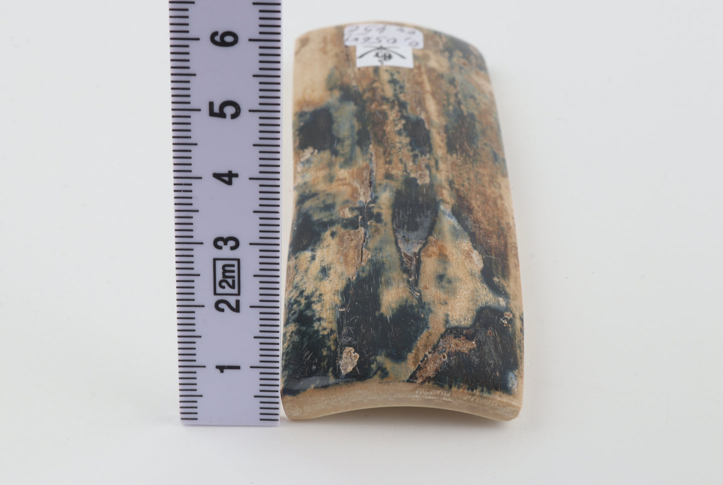 Blue-beige mammoth bark