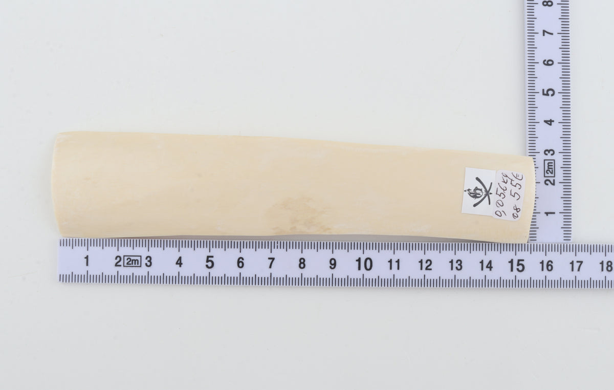 White mammoth ivory segment