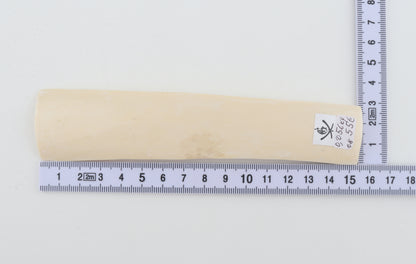 White mammoth ivory segment