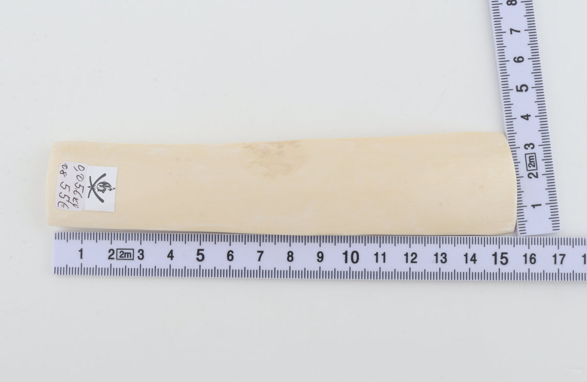 White mammoth ivory segment