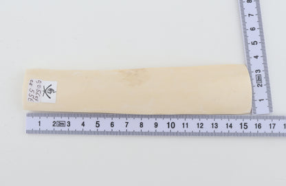 White mammoth ivory segment