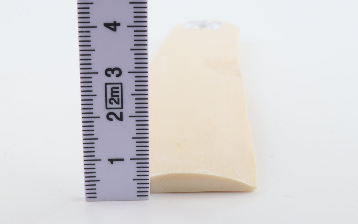 White mammoth ivory segment