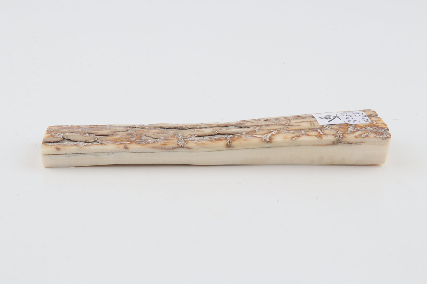 Creme-orange mammoth bark