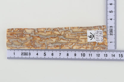 Creme-orange mammoth bark