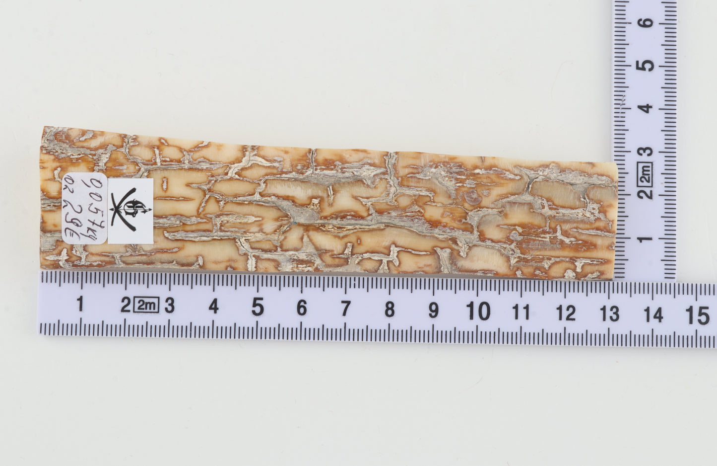 Creme-orange mammoth bark