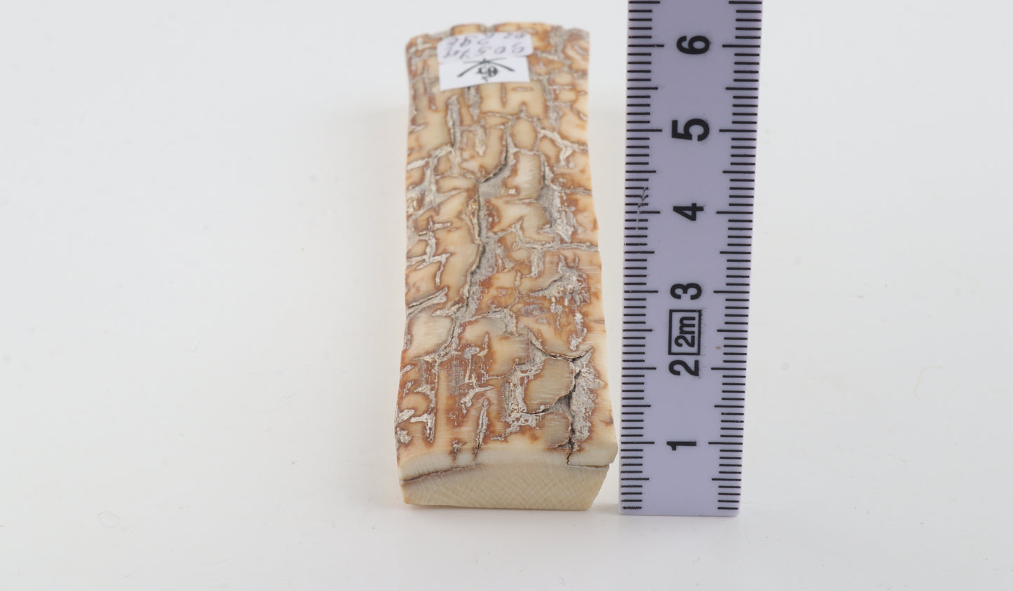 Creme-orange mammoth bark