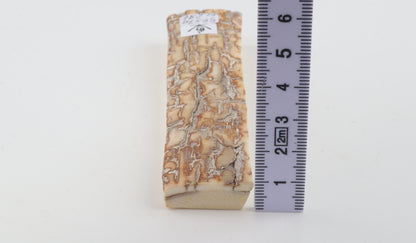 Creme-orange mammoth bark