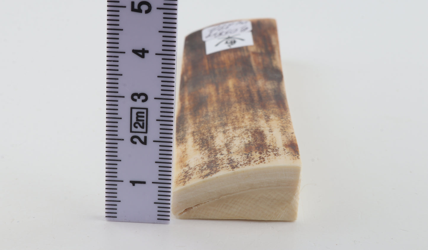 Brown mammoth bark