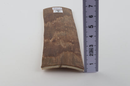 Beige mammoth bark