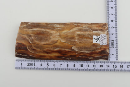 Beige mammoth bark