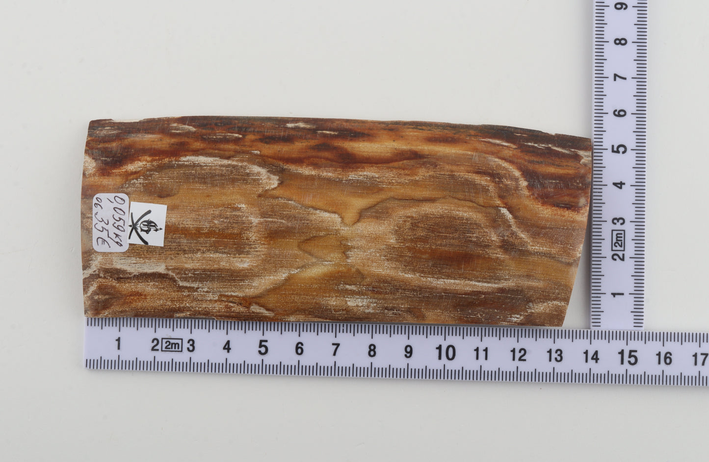 Beige mammoth bark