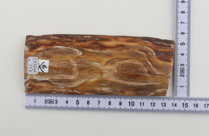 Beige mammoth bark