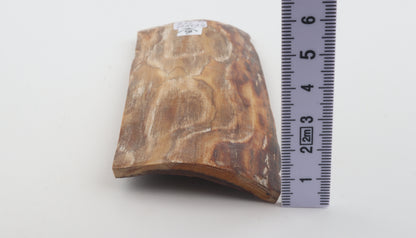 Beige mammoth bark