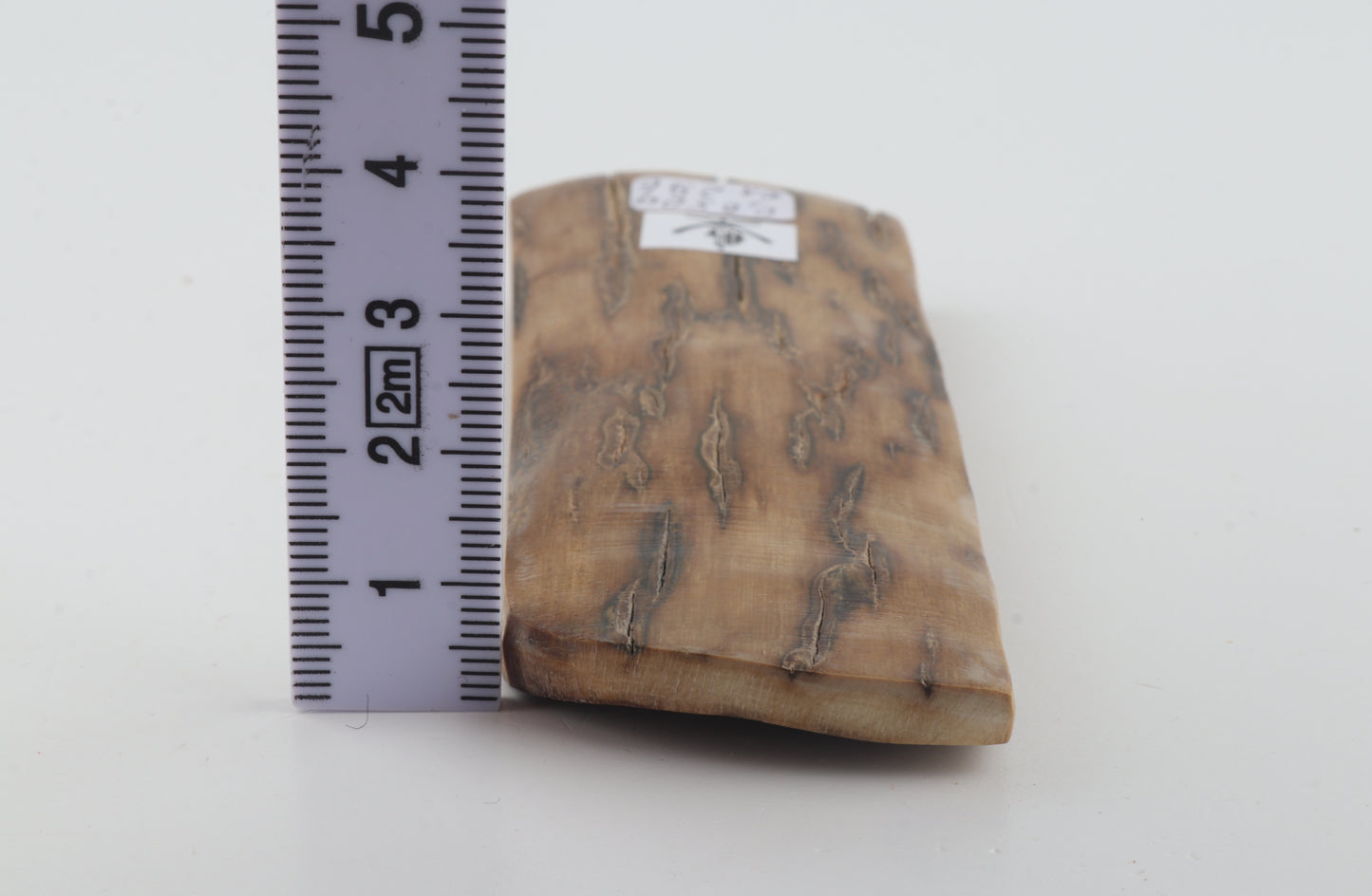 Beige mammoth bark