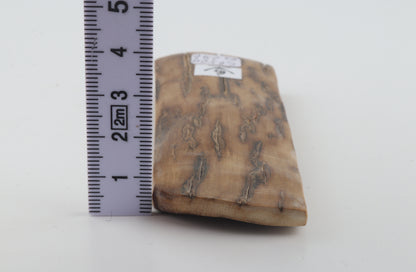 Beige mammoth bark