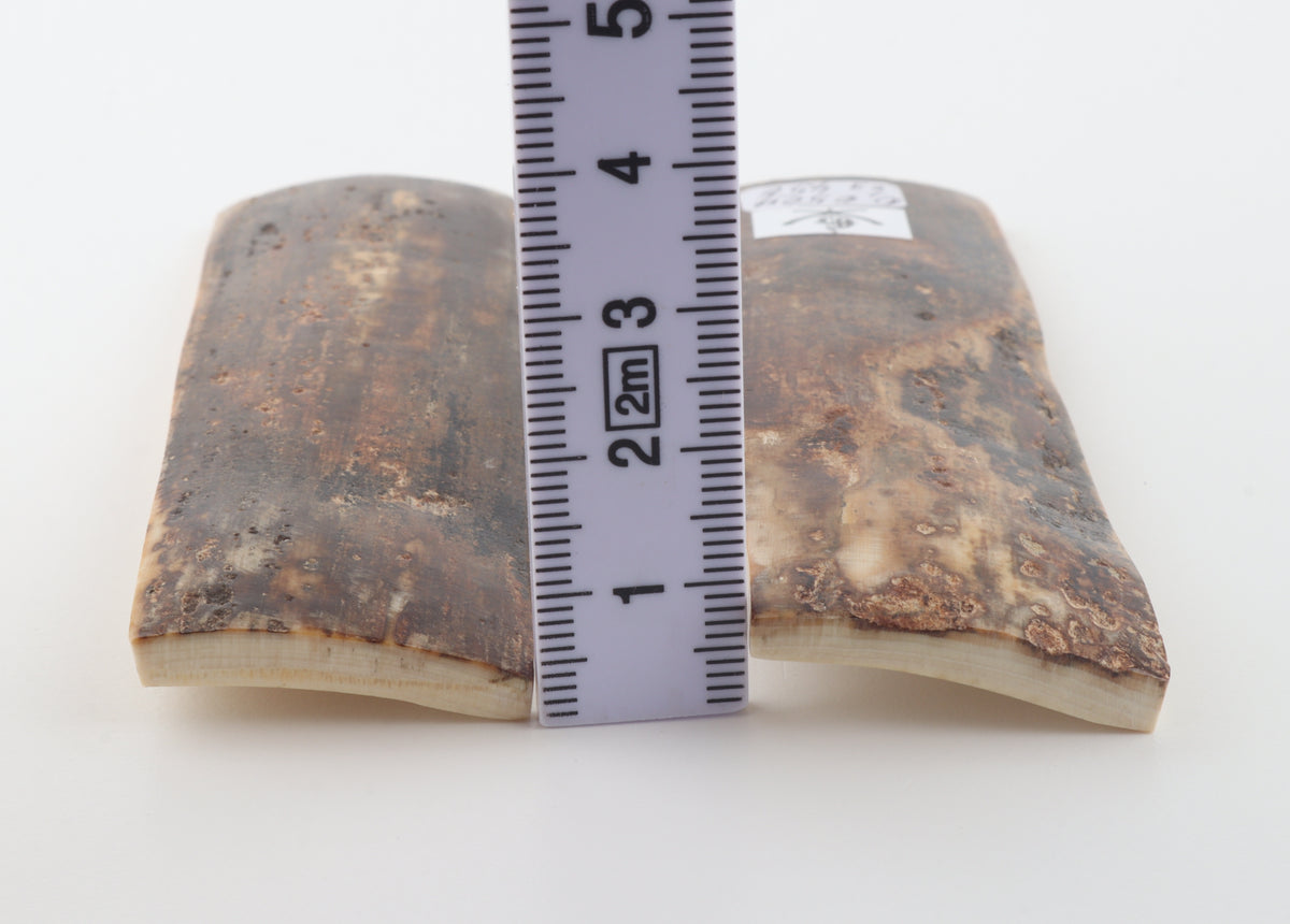 Natural mammoth bark scales