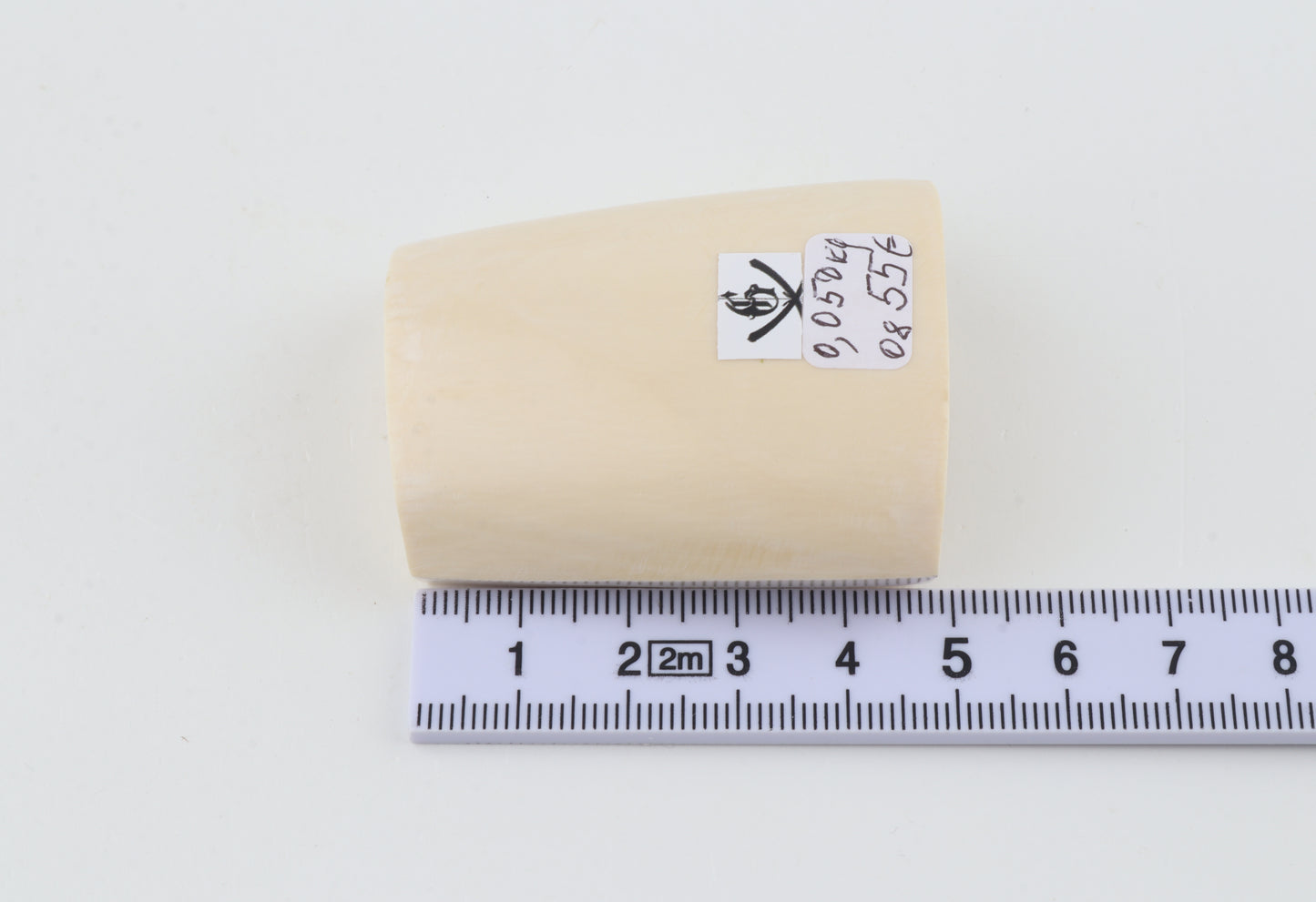 White mammoth ivory segment