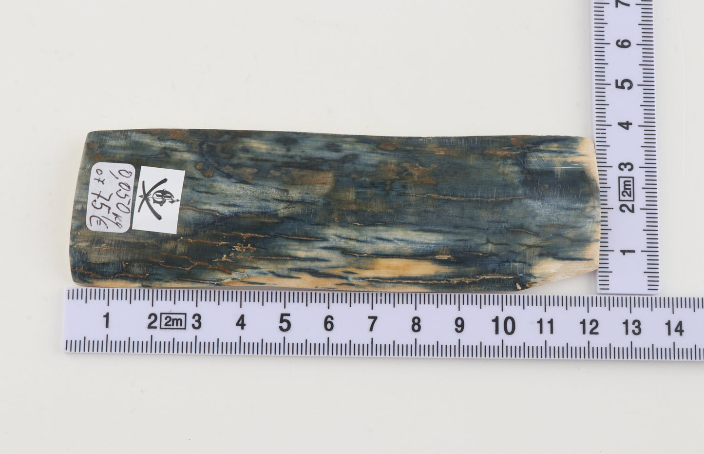 Blue mammoth bark