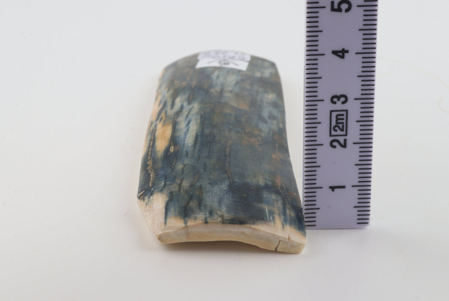 Blue mammoth bark