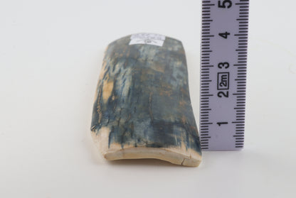 Blue mammoth bark