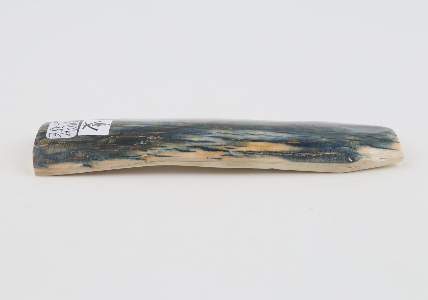 Blue mammoth bark