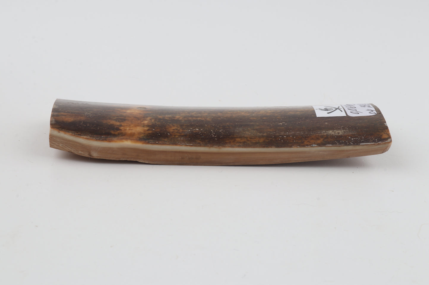 Brown mammoth bark