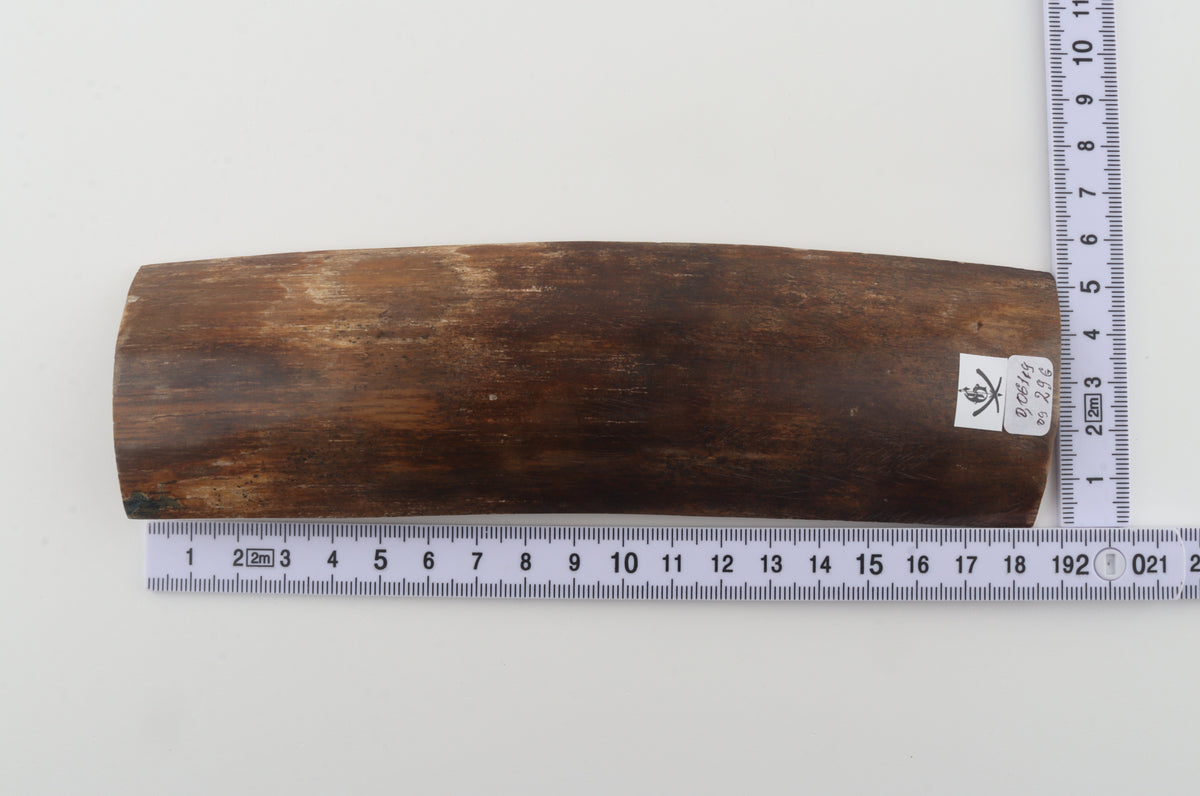 Brown mammoth bark