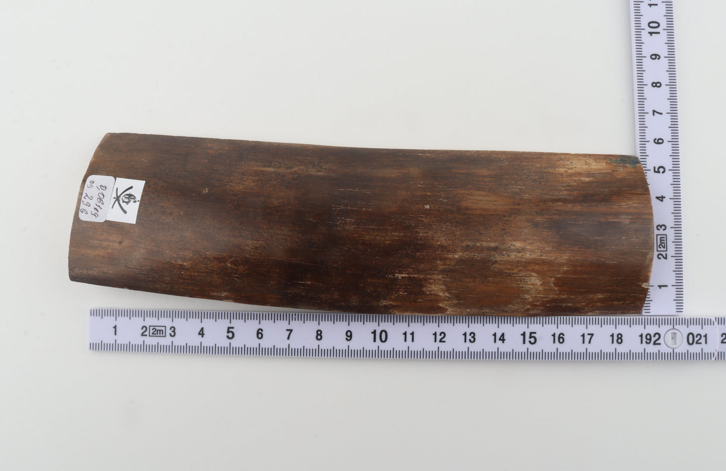 Brown mammoth bark
