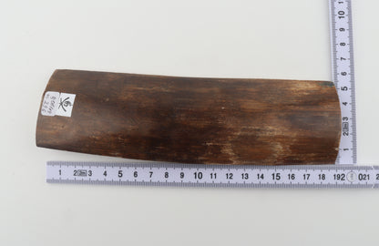 Brown mammoth bark