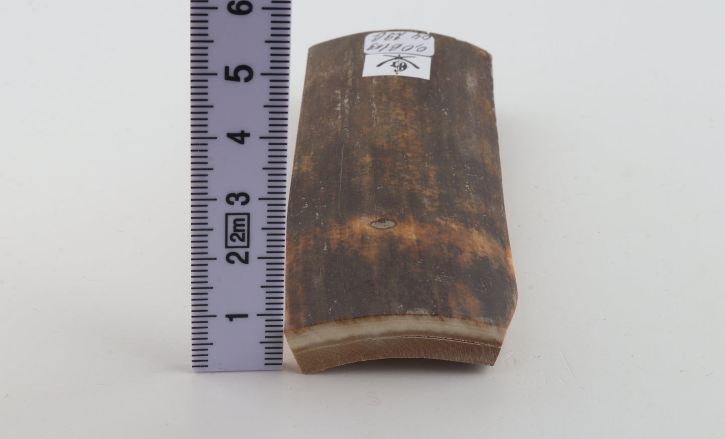 Brown mammoth bark