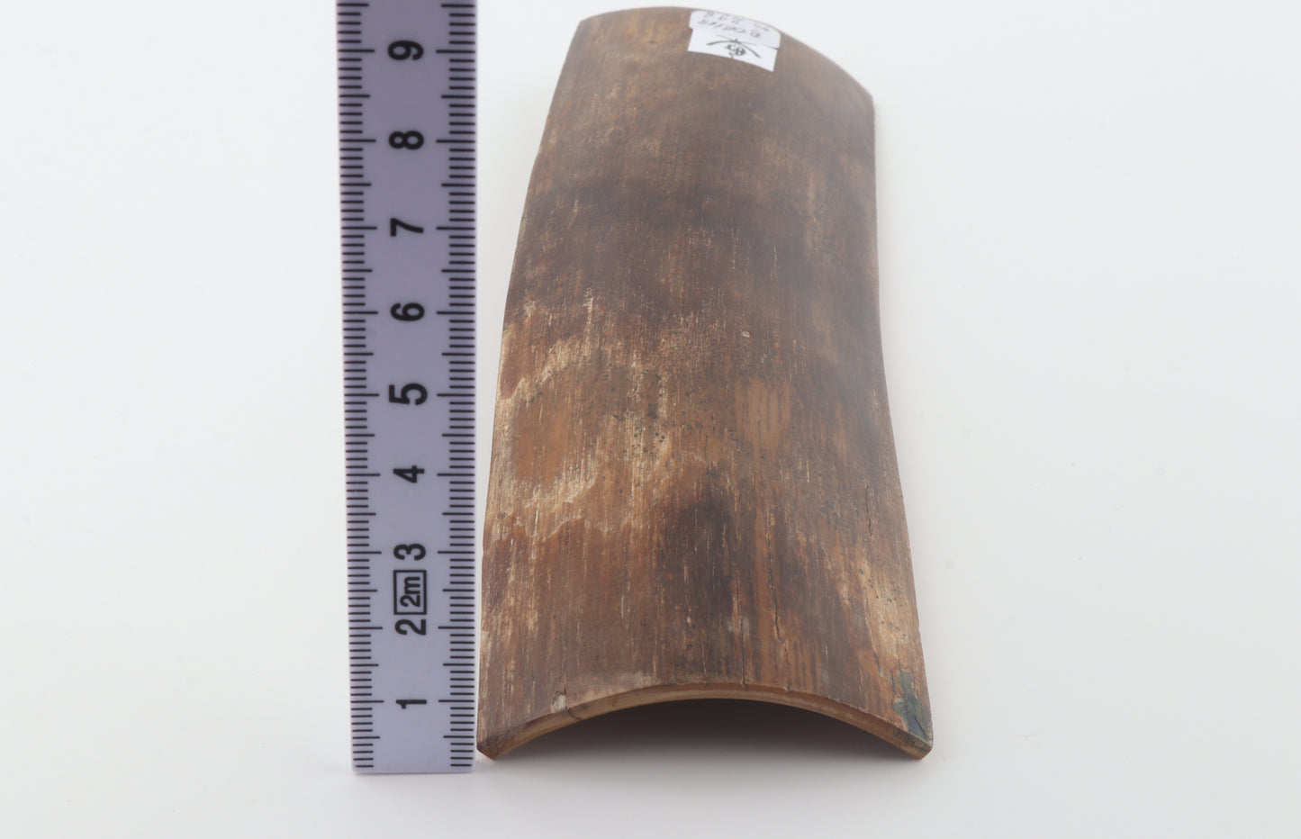 Brown mammoth bark