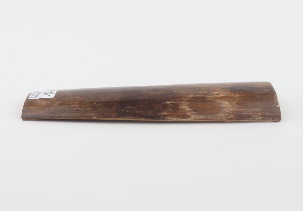 Brown mammoth bark