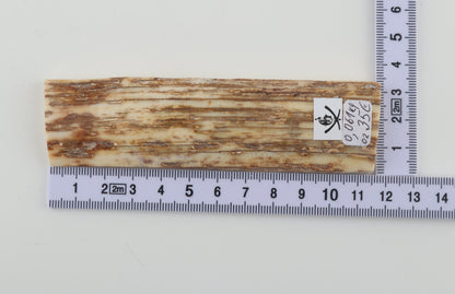 White-orange mammoth bark