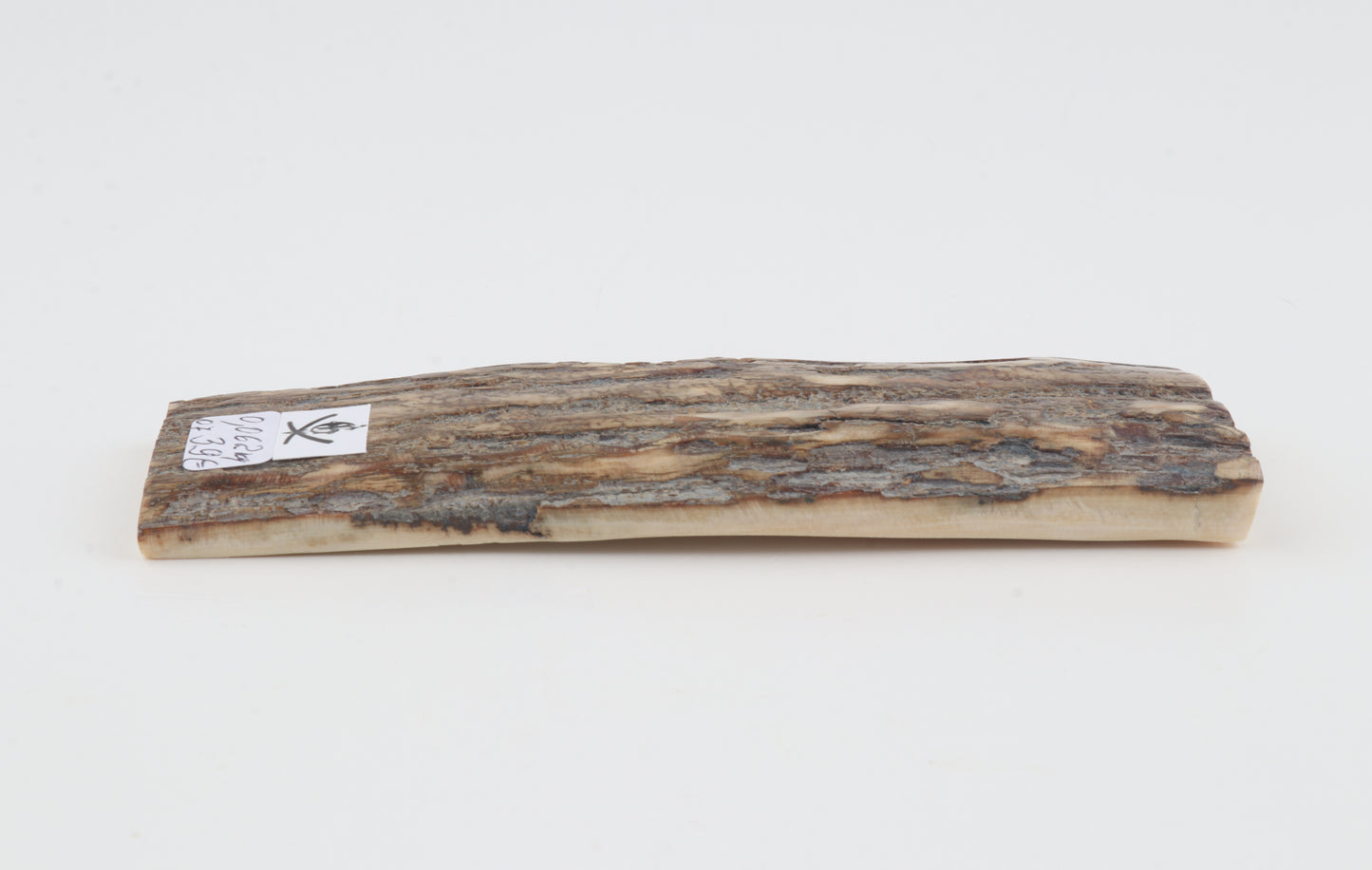 Beige-grey mammoth bark