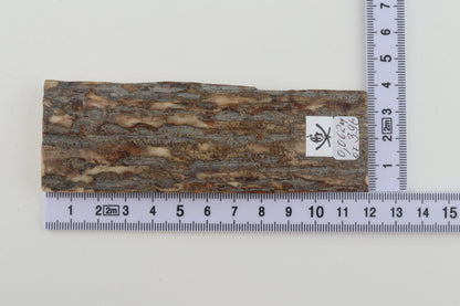 Beige-grey mammoth bark