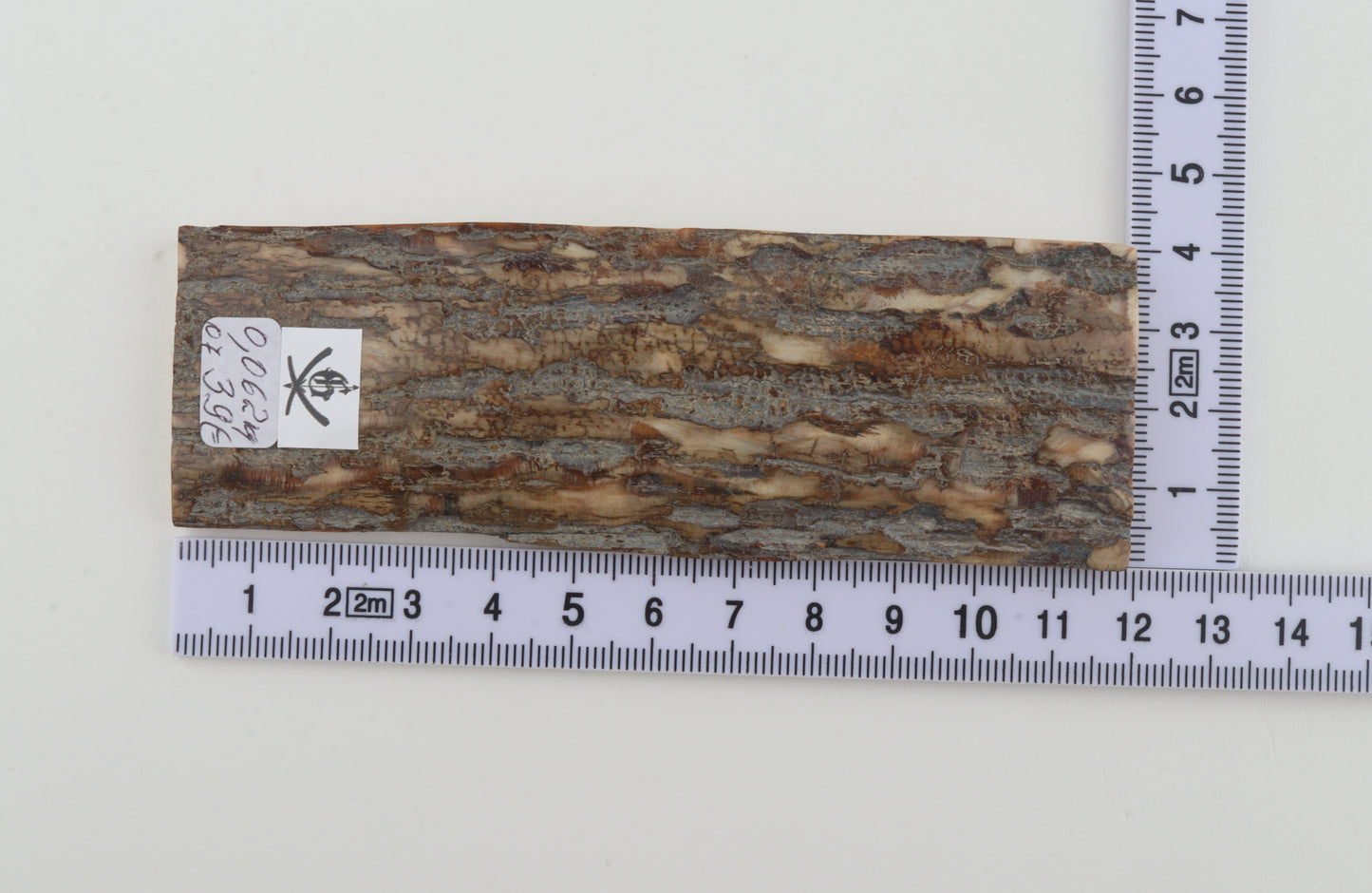 Beige-grey mammoth bark