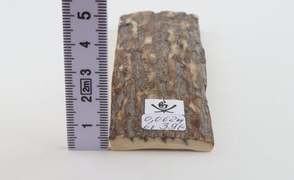 Beige-grey mammoth bark