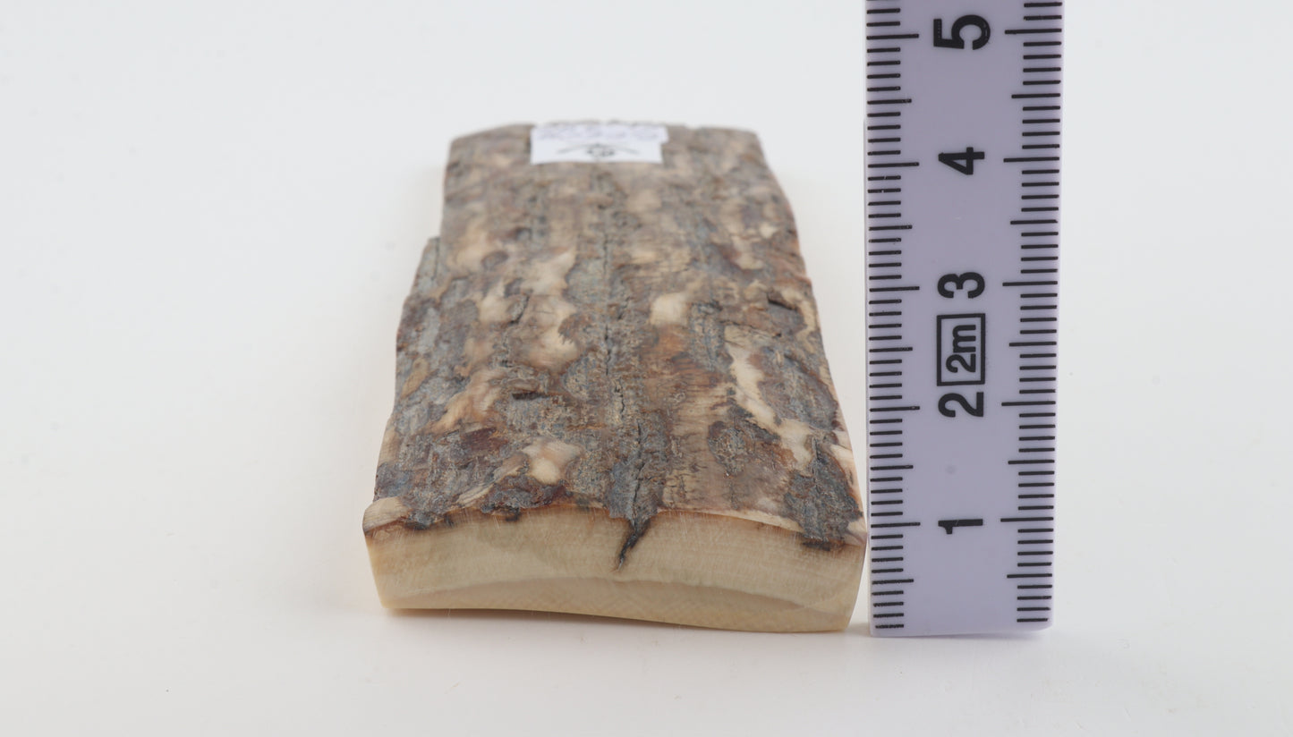 Beige-grey mammoth bark